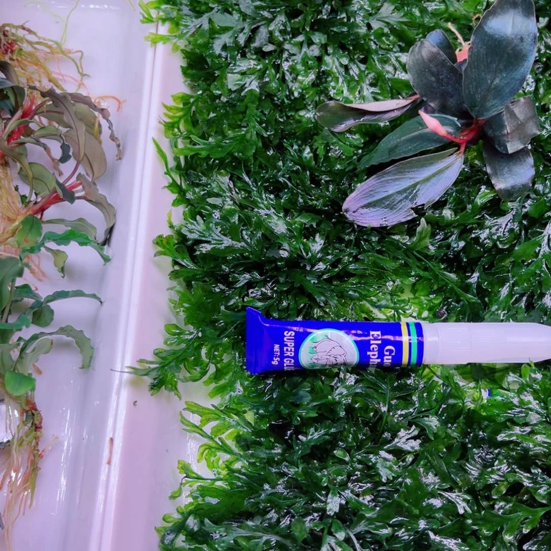 清***茶美小呆精品套餐一份