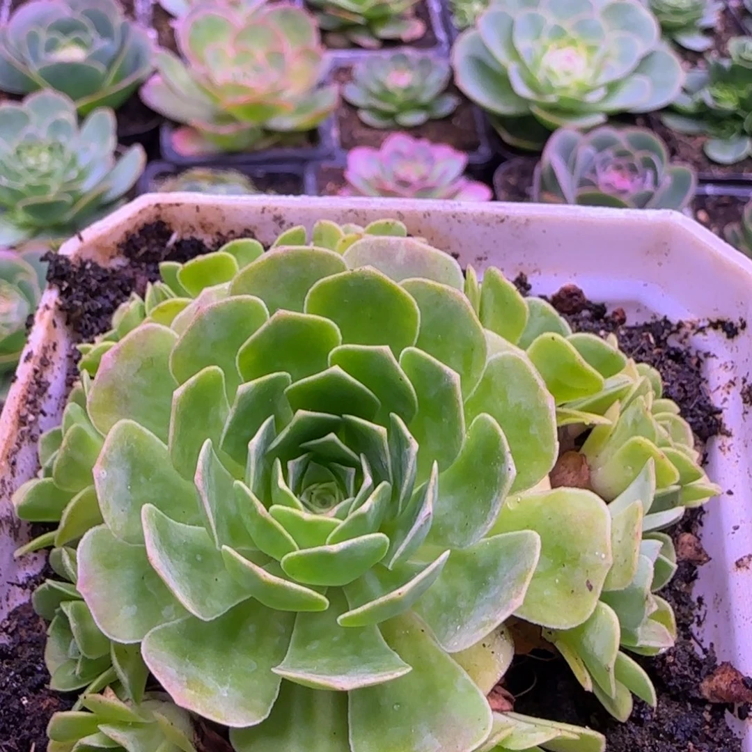 7.5厘米幻影玫瑰捧花1242424253