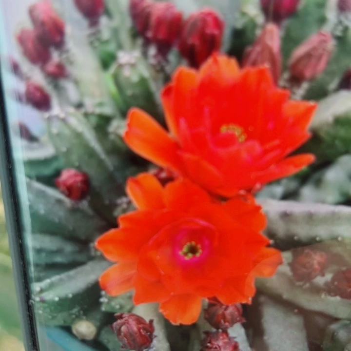 55水仙8红软无根侧芽3公分左右20包邮