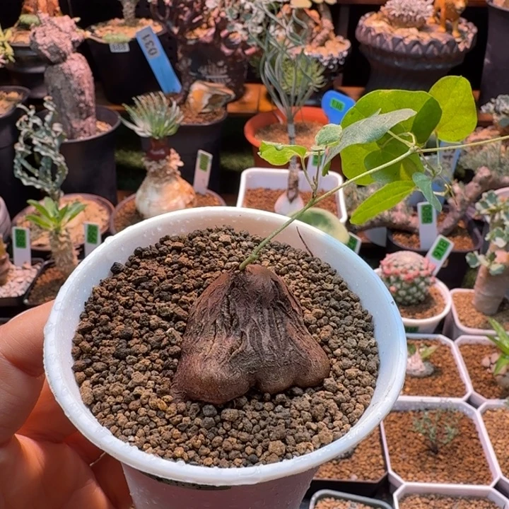 象足龟018 仙人球