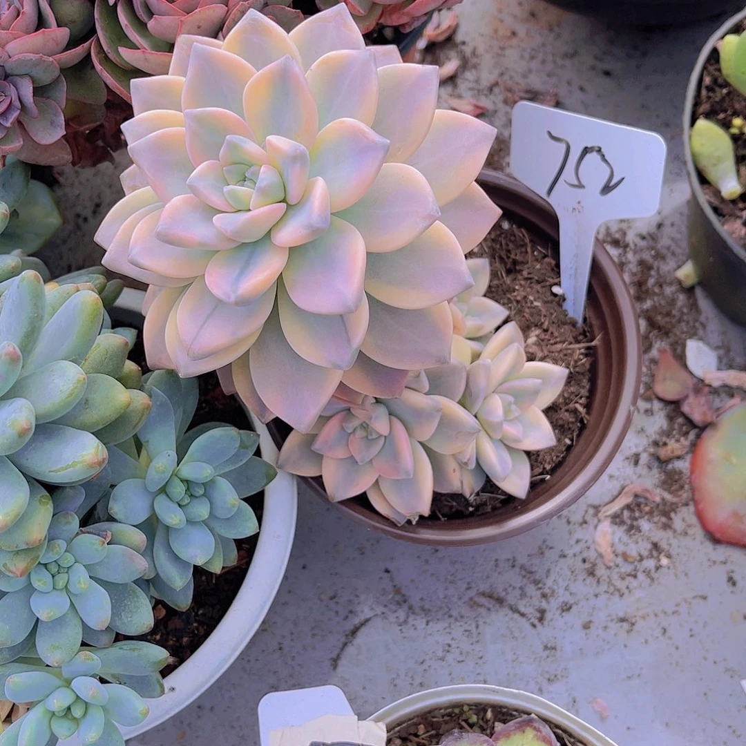 天***鼠0000000000000752