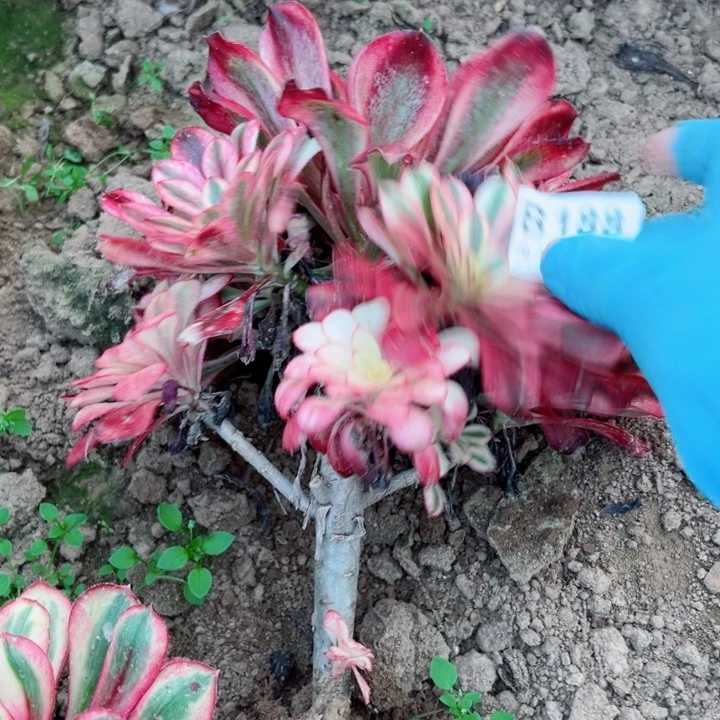 188香奈多肉多肉