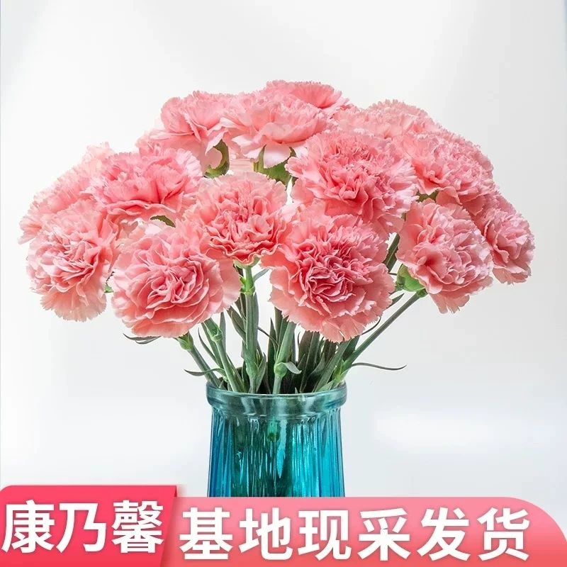 康乃馨鲜花云南昆明基地直发水养鲜切花客厅摆件插花母亲节礼物