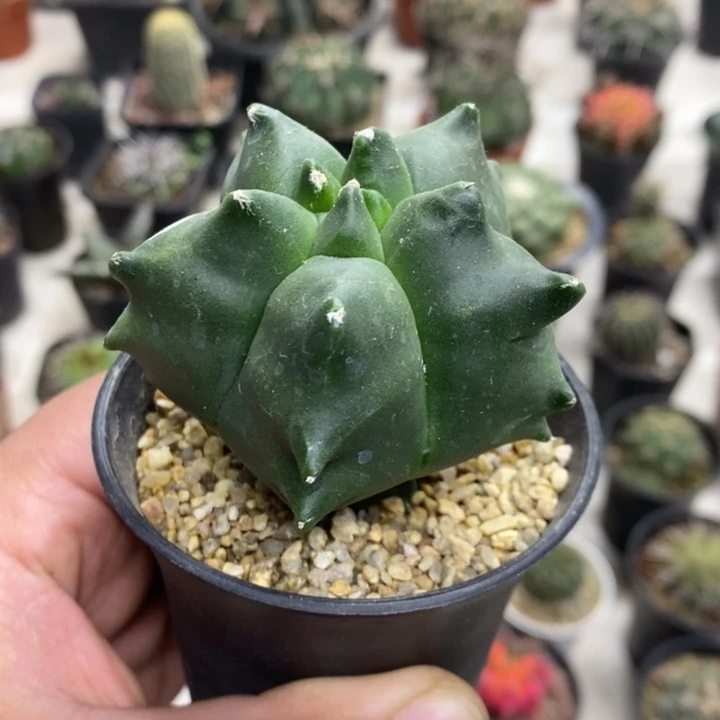 实生龟甲特价福利