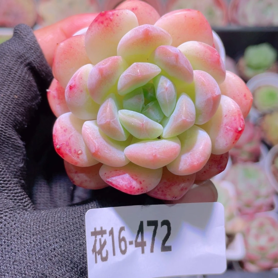 花利美16-472新品