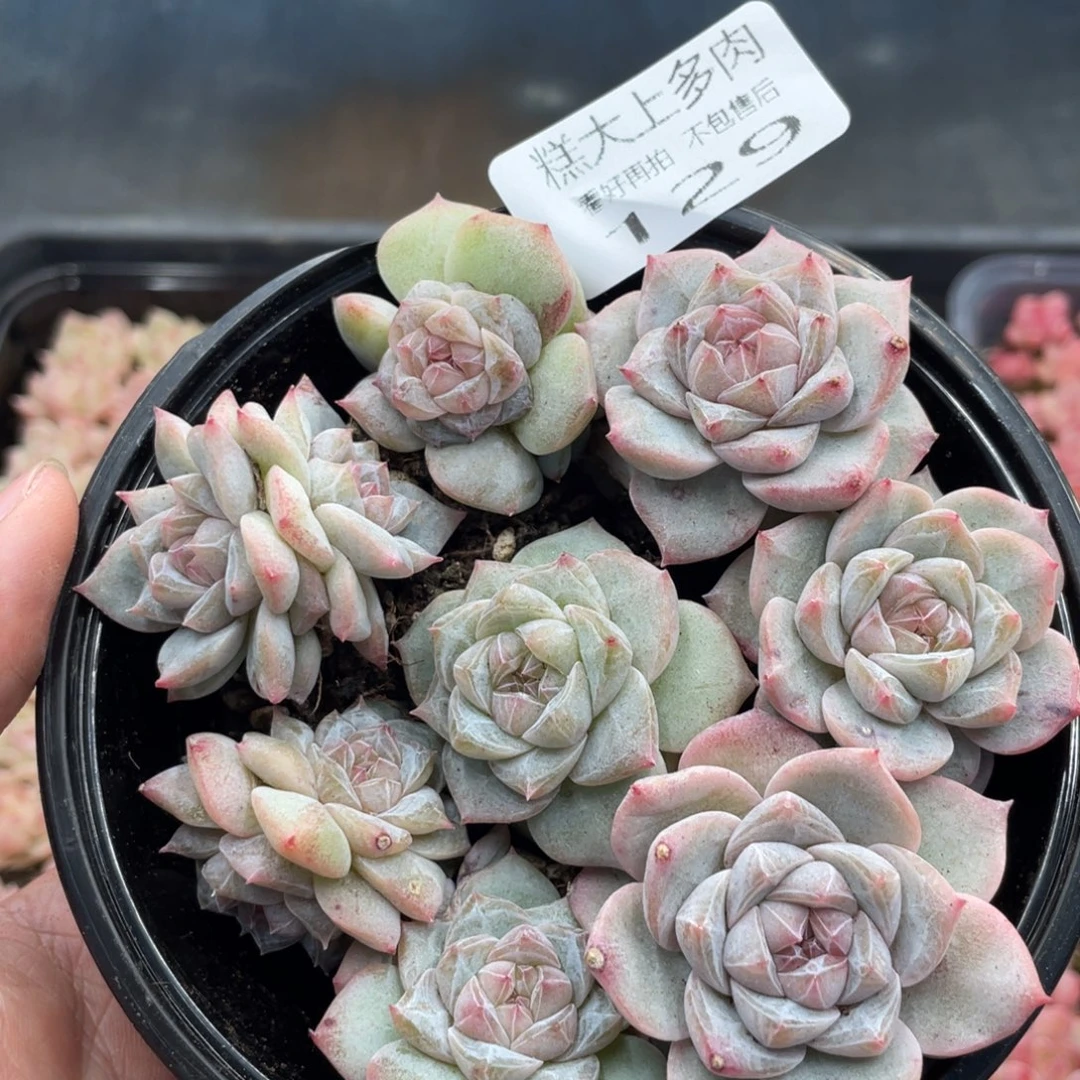 糕大上多肉植物129