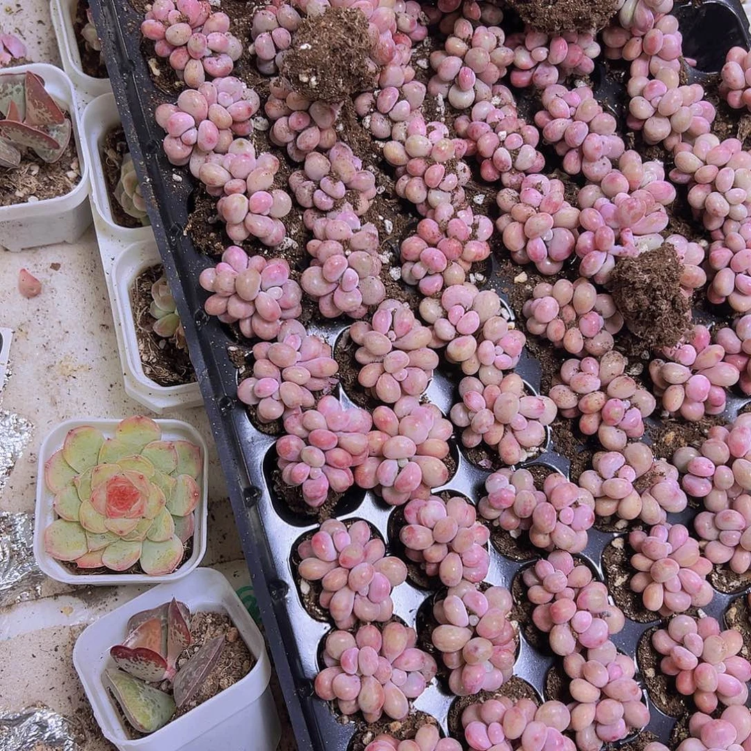 独***在桃蛋128个带盘发多肉