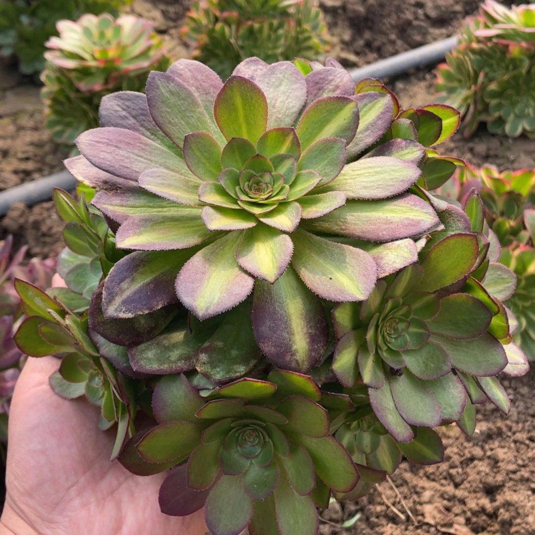 倾城中班多肉法师断枝不包