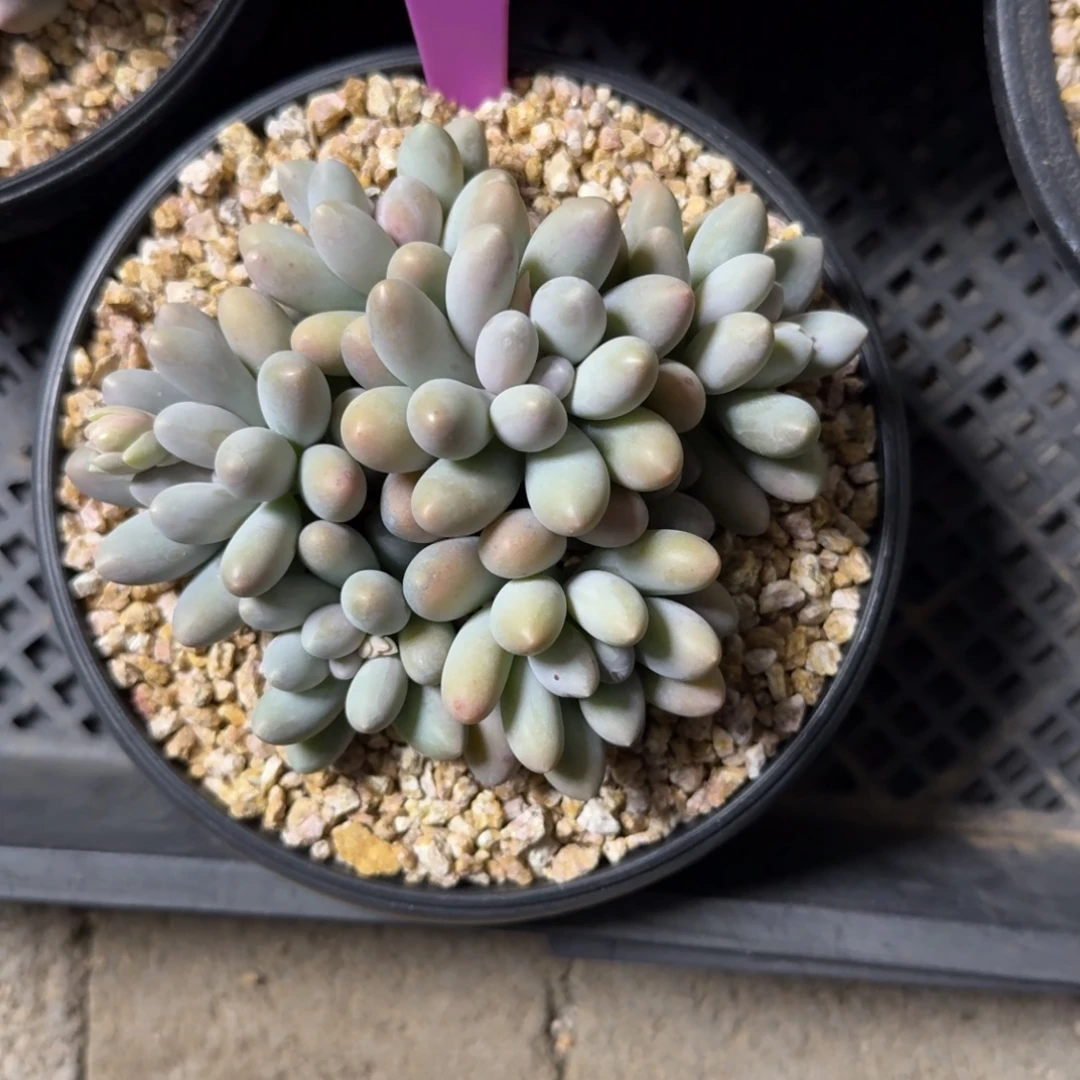 小汤圆22222222222222