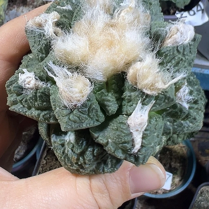 龟甲连山403仙人球开花