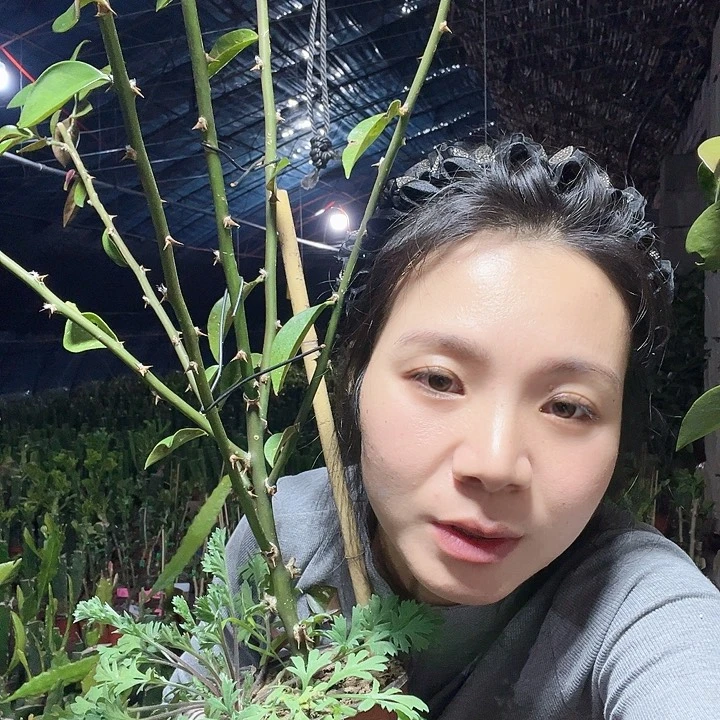 开***85517开心一颗矮6分枝叶仙