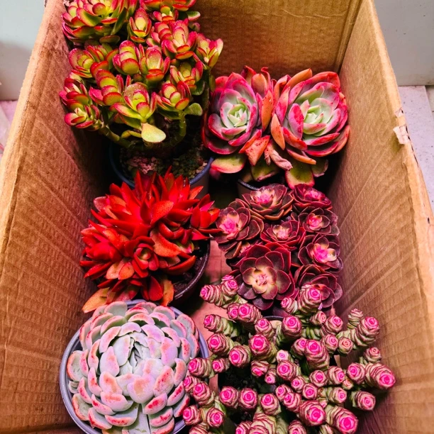 年宵花多肉组合（今天拍5发6）带盆带土包邮