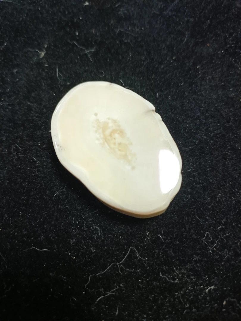 猛犸猛犸虬饼子WW456