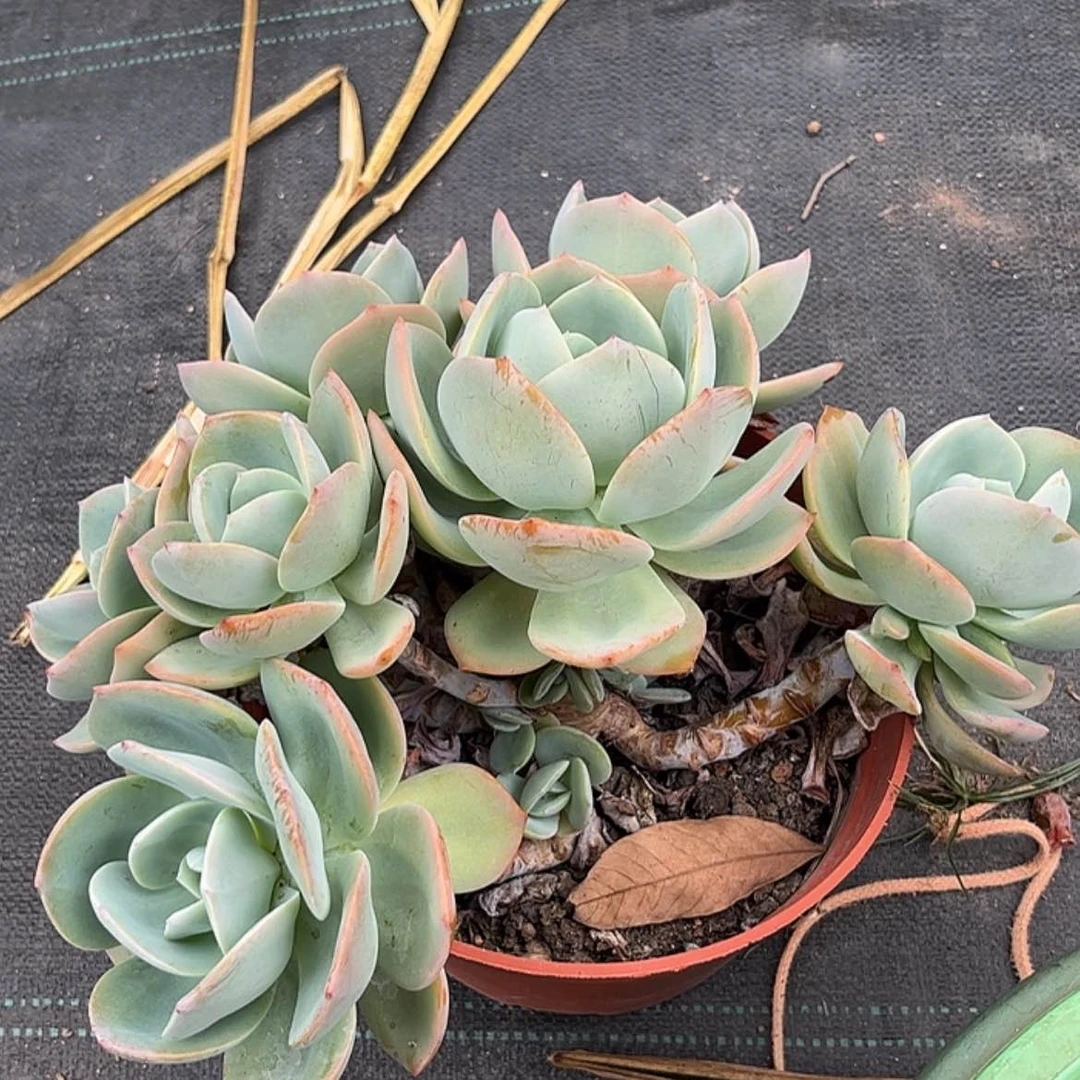【闪购商品】无花朵海**欧