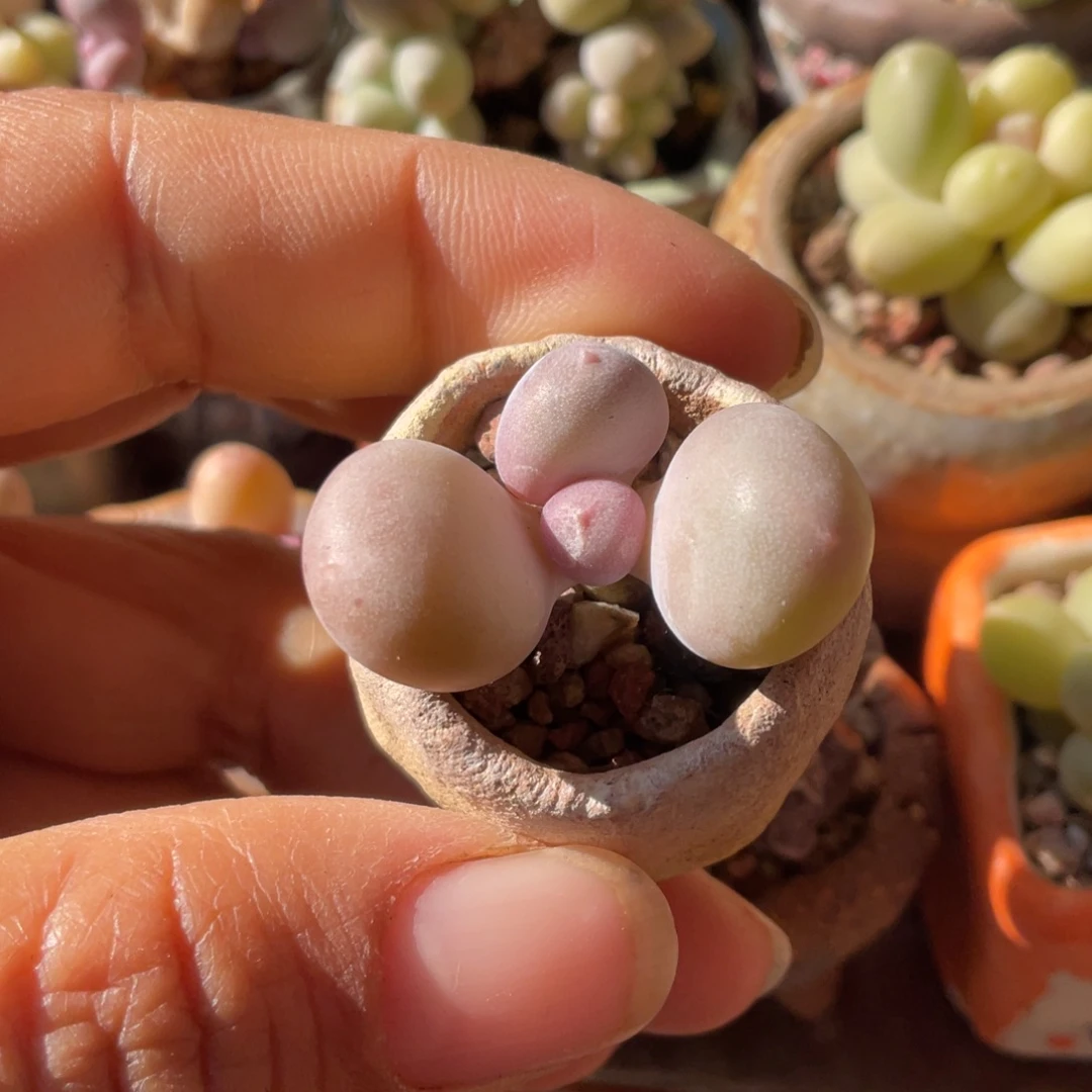 蛋黄，奶酪，小老庄满50包邮非偏远