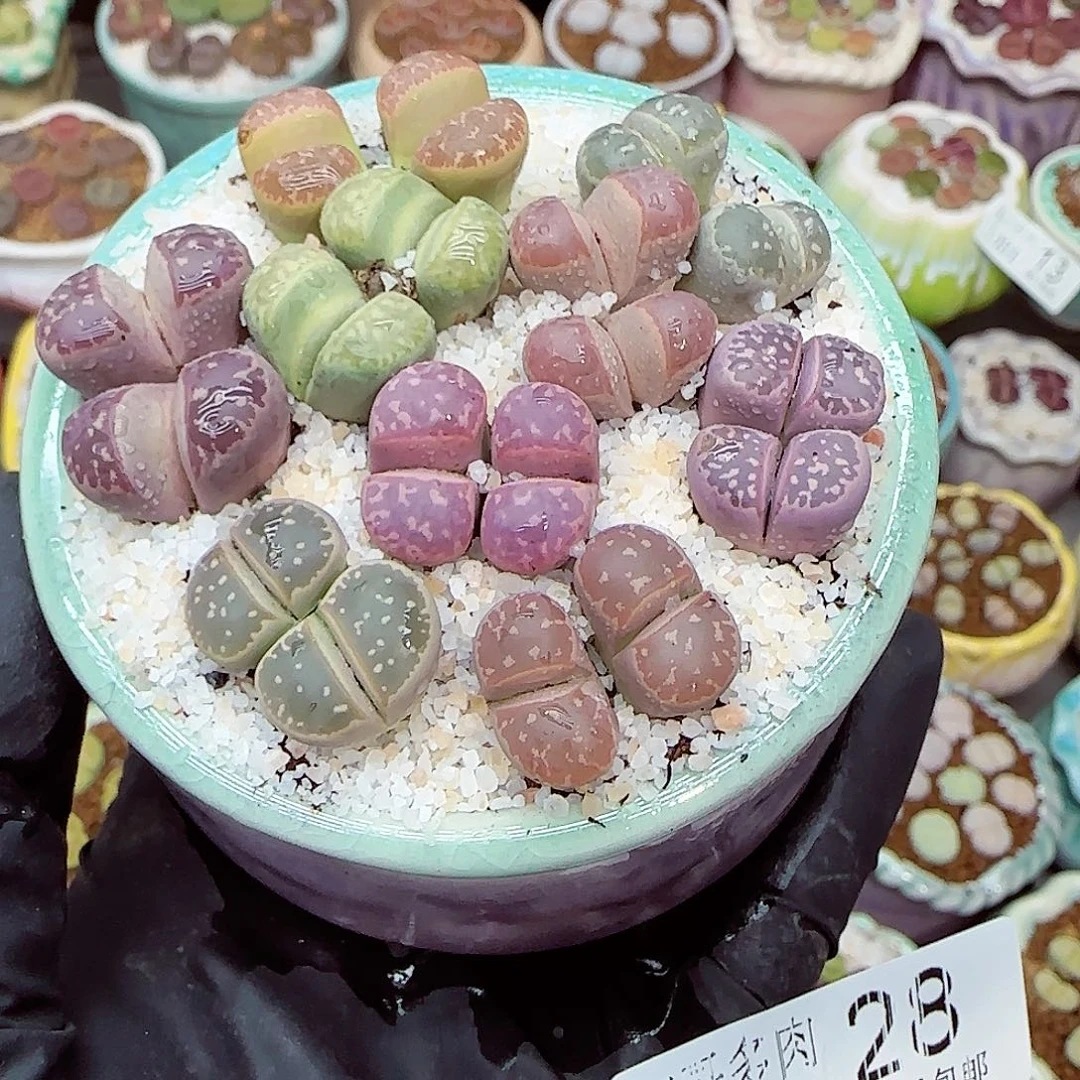 生石花满18包邮1031-28