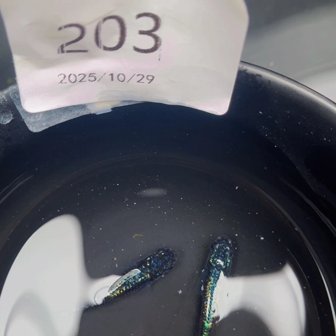 青鳉鱼203海王星无背鳍一对