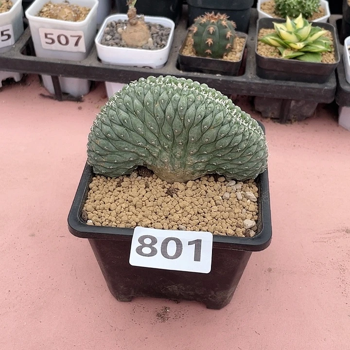 801实生大菊水缀化