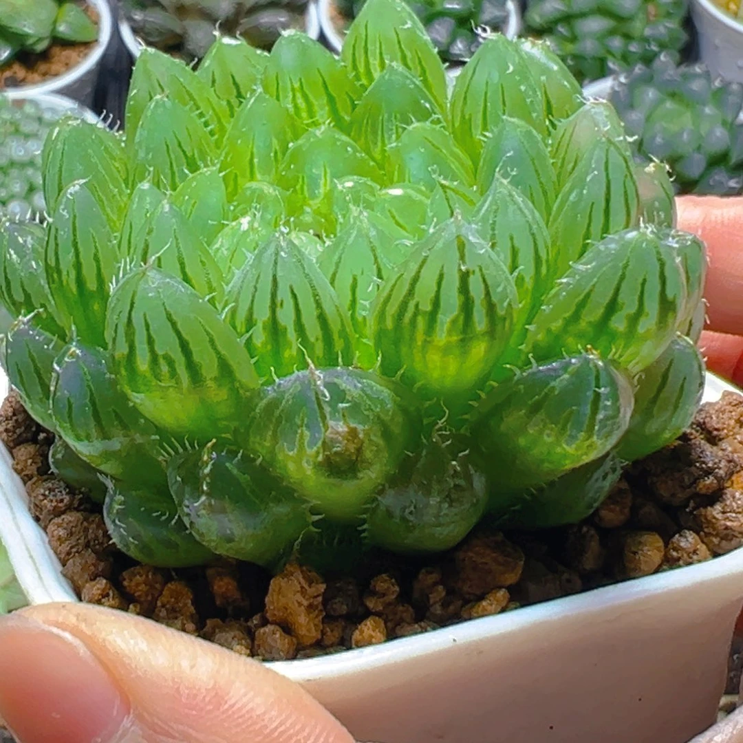 翠云玉露多肉多肉一颗