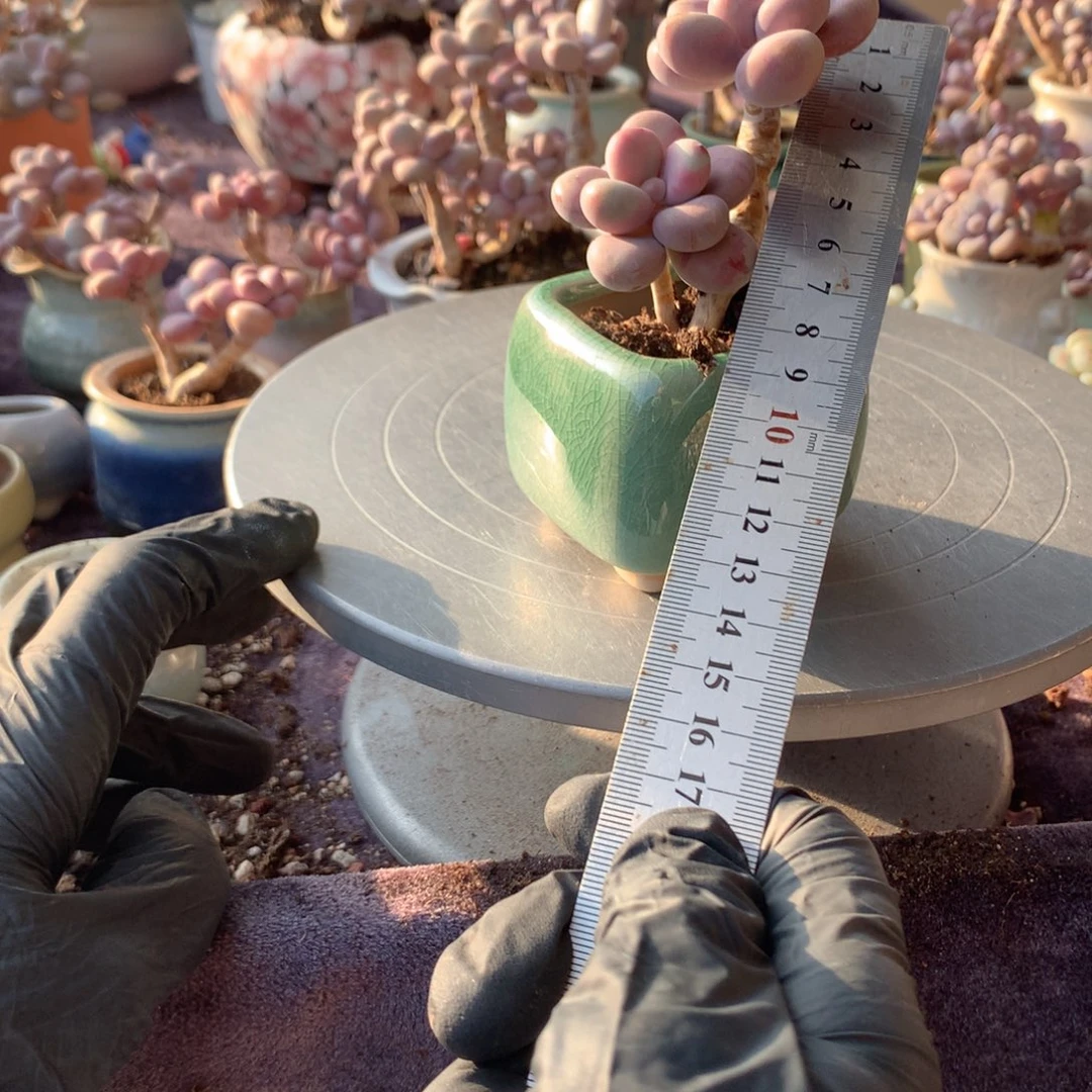 22号桃蛋带盆偏远地区不包邮的