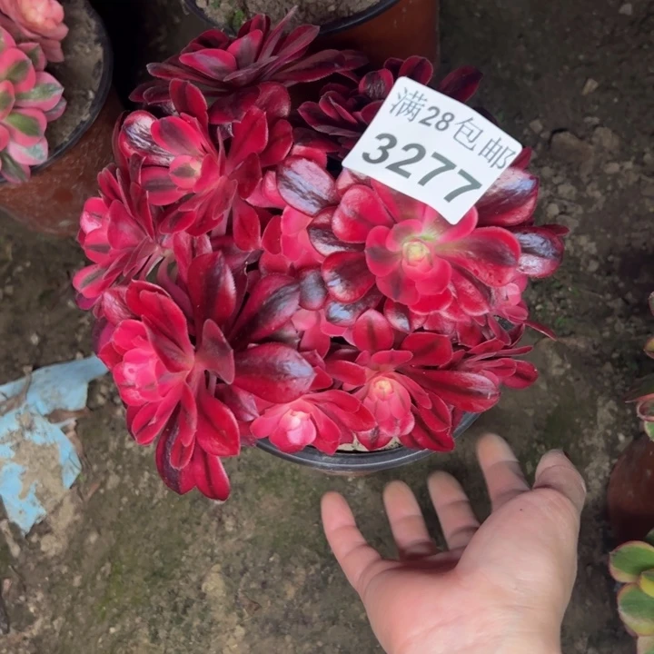 3277美杜莎不包损多肉植物