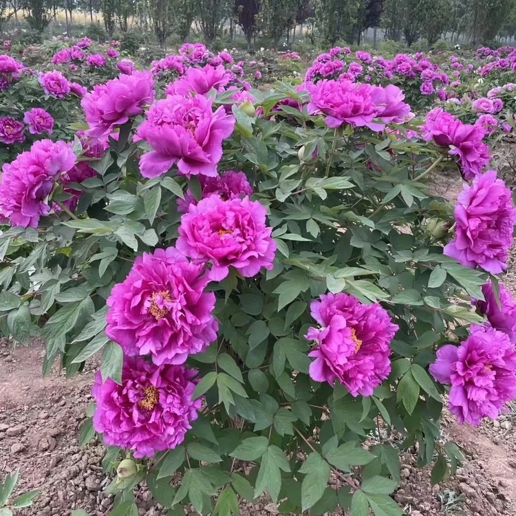 原盆原土-长寿红】洛阳观赏重瓣牡丹花树苗大花多层花卉盆栽好养