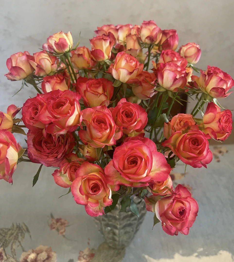 爱丽丝泡泡10支组合 云南基地直发 【同地址两单京东或顺丰】