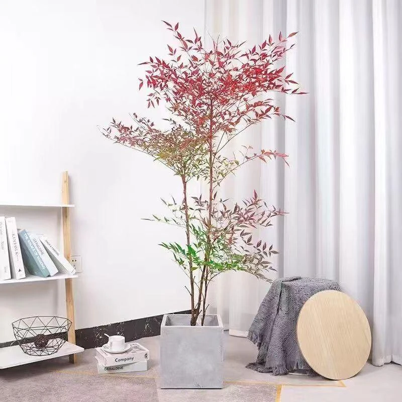 红叶南天竹耐热耐寒耐高温室内盆栽室外地栽好看好养火焰红