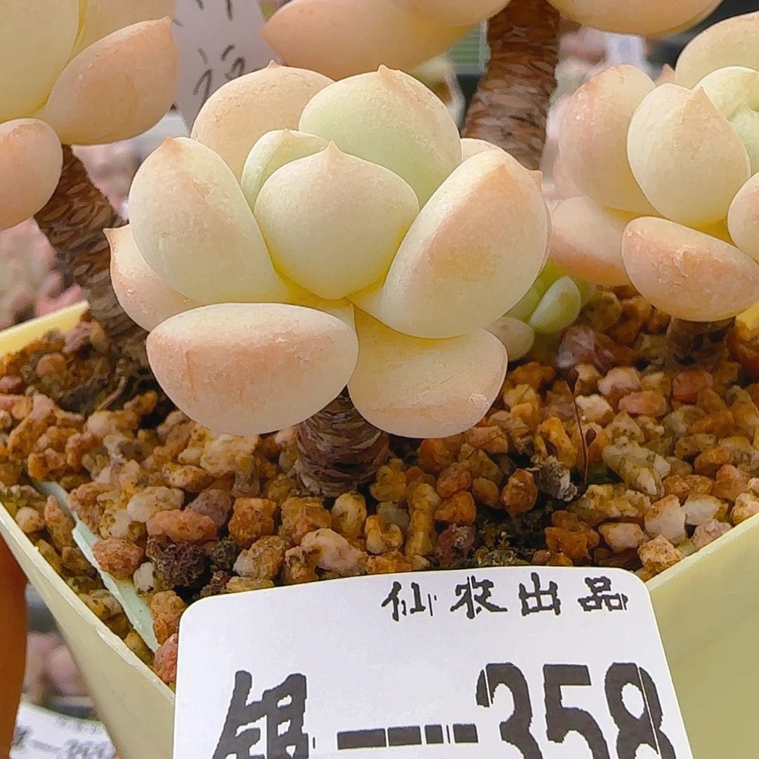 H***A小福橘，358，仙农出品