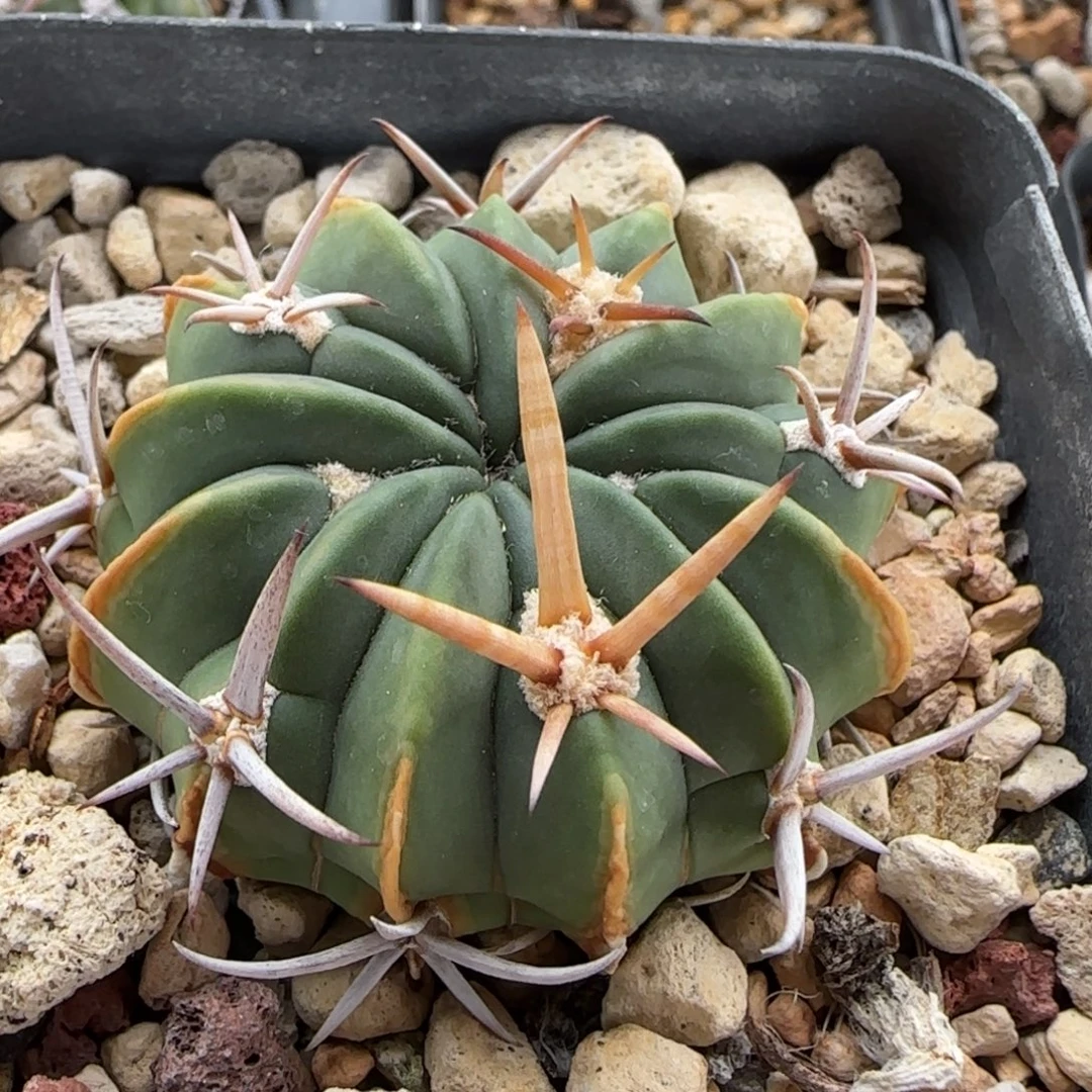 4.2厘米实生龙剑丸多肉