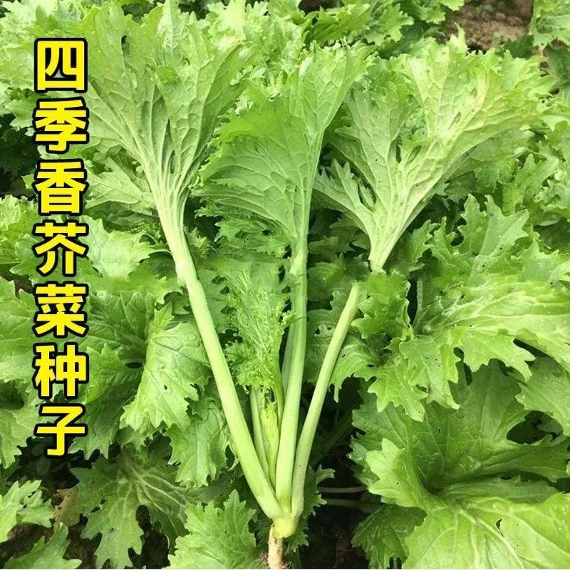 花边甜芥菜种子 香叶三月大菜四季庭院阳台盆栽易种花边蔬菜lz