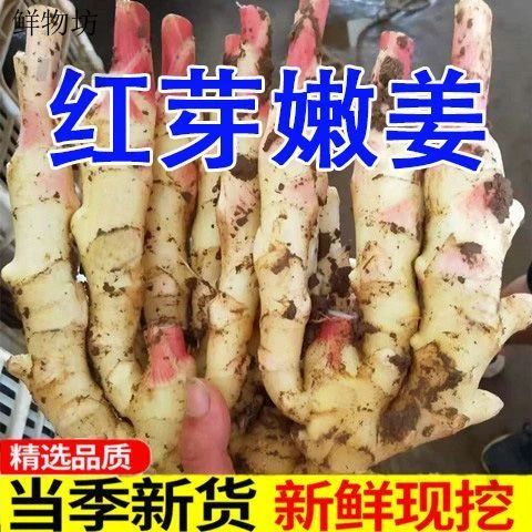 嫩姜仔姜新鲜嫩生姜子姜芽红芽嫩姜嫩生姜醋泡姜现挖现发当季包邮