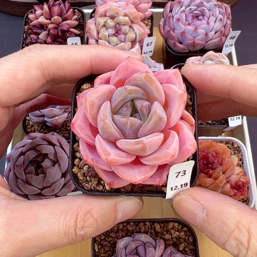 好好看73、哈哈哈哈