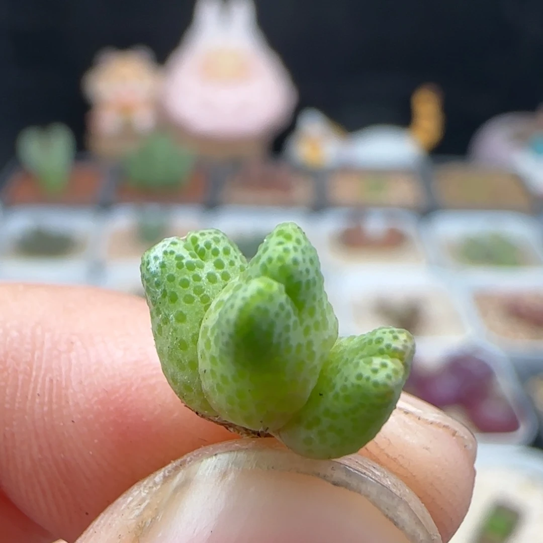 2.11.10/草莓斑马