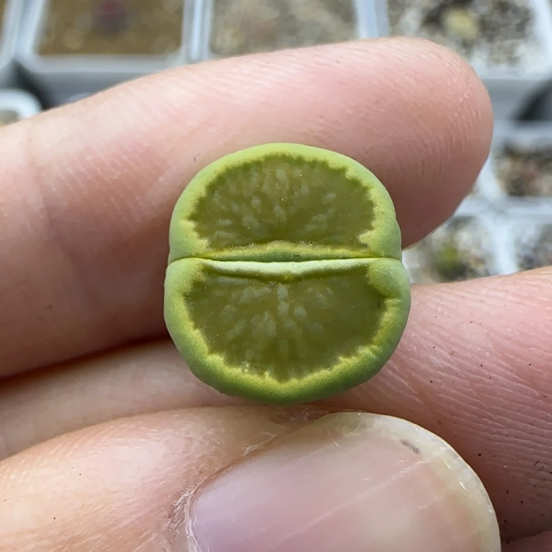 628绿菊清框福利30包邮