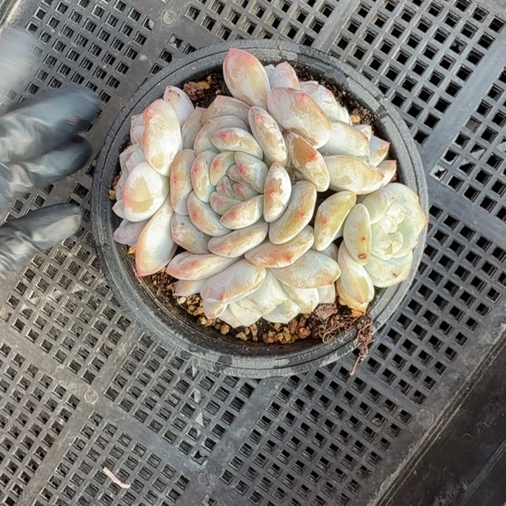 泡***沫10厘米左右一物一拍的的石榴籽多肉植物