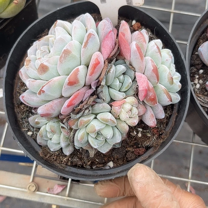 罗***拉这么晚就没办法好好的44