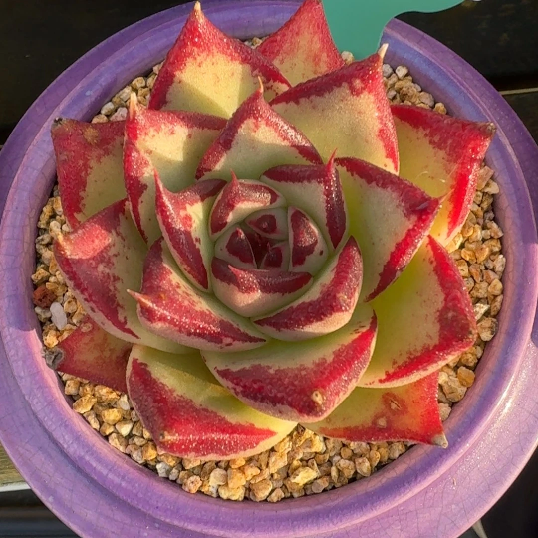 从前慢多肉精选编号1205.2