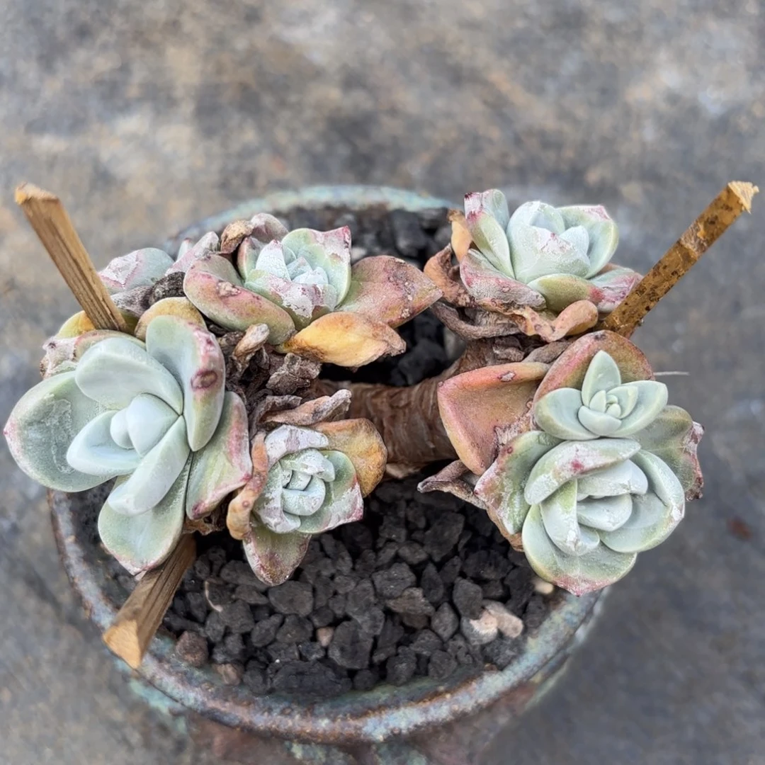 略***略韩货厚叶玫瑰，仙女杯多肉