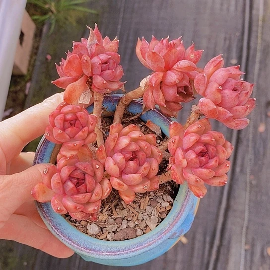 322多肉植物老桩