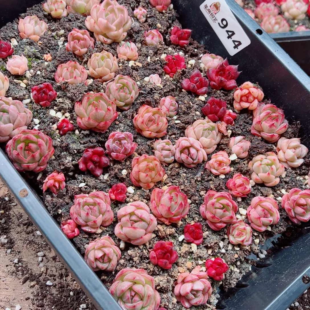 毕***毕多肉植物多肉植物