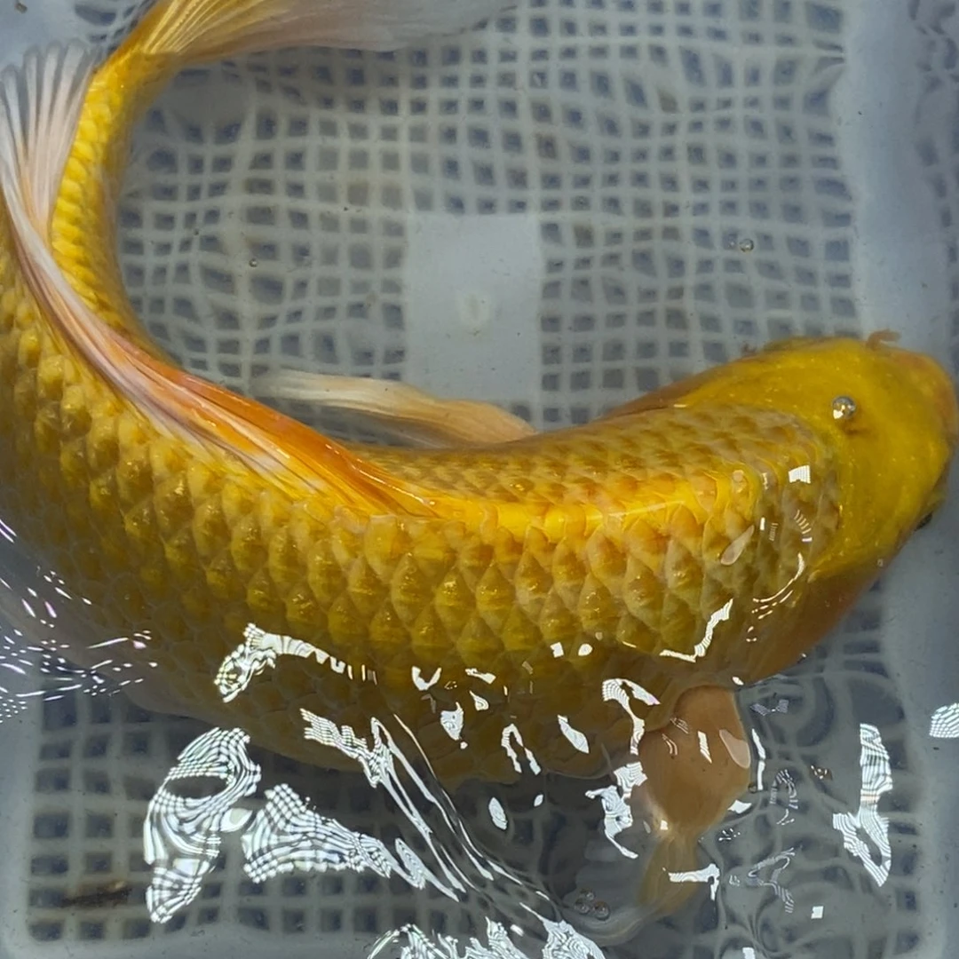 锦鲤冷水锦鲤包邮
