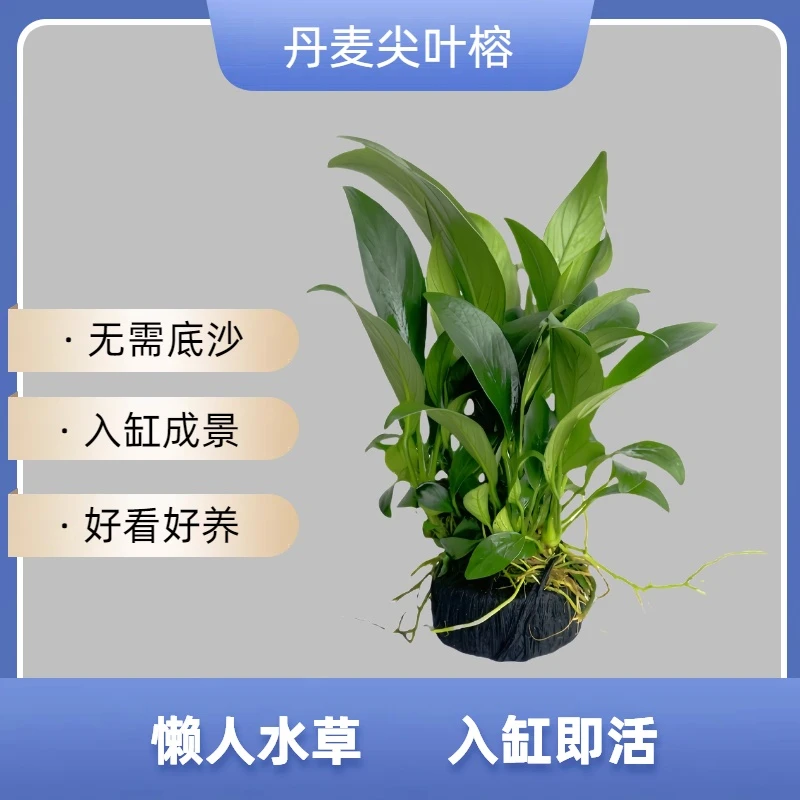 丹麦榕坨草沉水好养耐活新手水草热带鱼缸增氧净化水质阴性水草