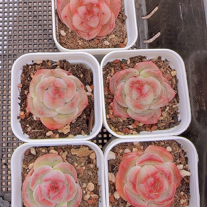 花时光精品多肉。        25