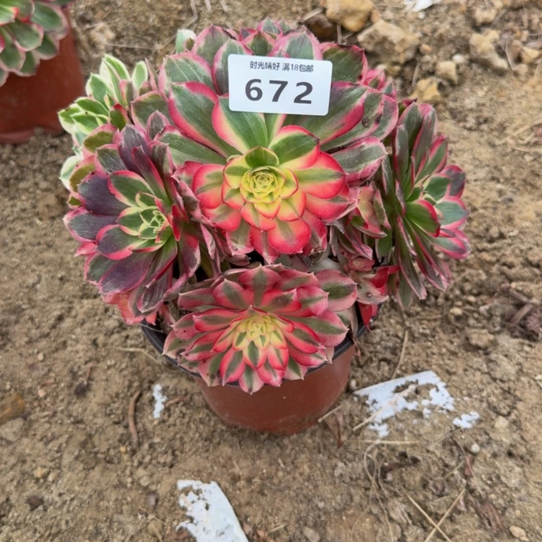 672玉芙蓉。多肉植物