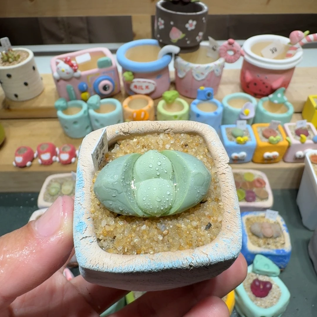 红陶蘑菇285金陵