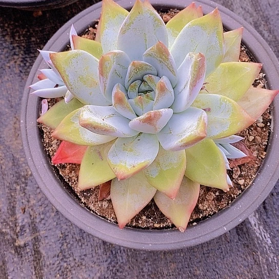 素***素祖母绿多肉植物老桩