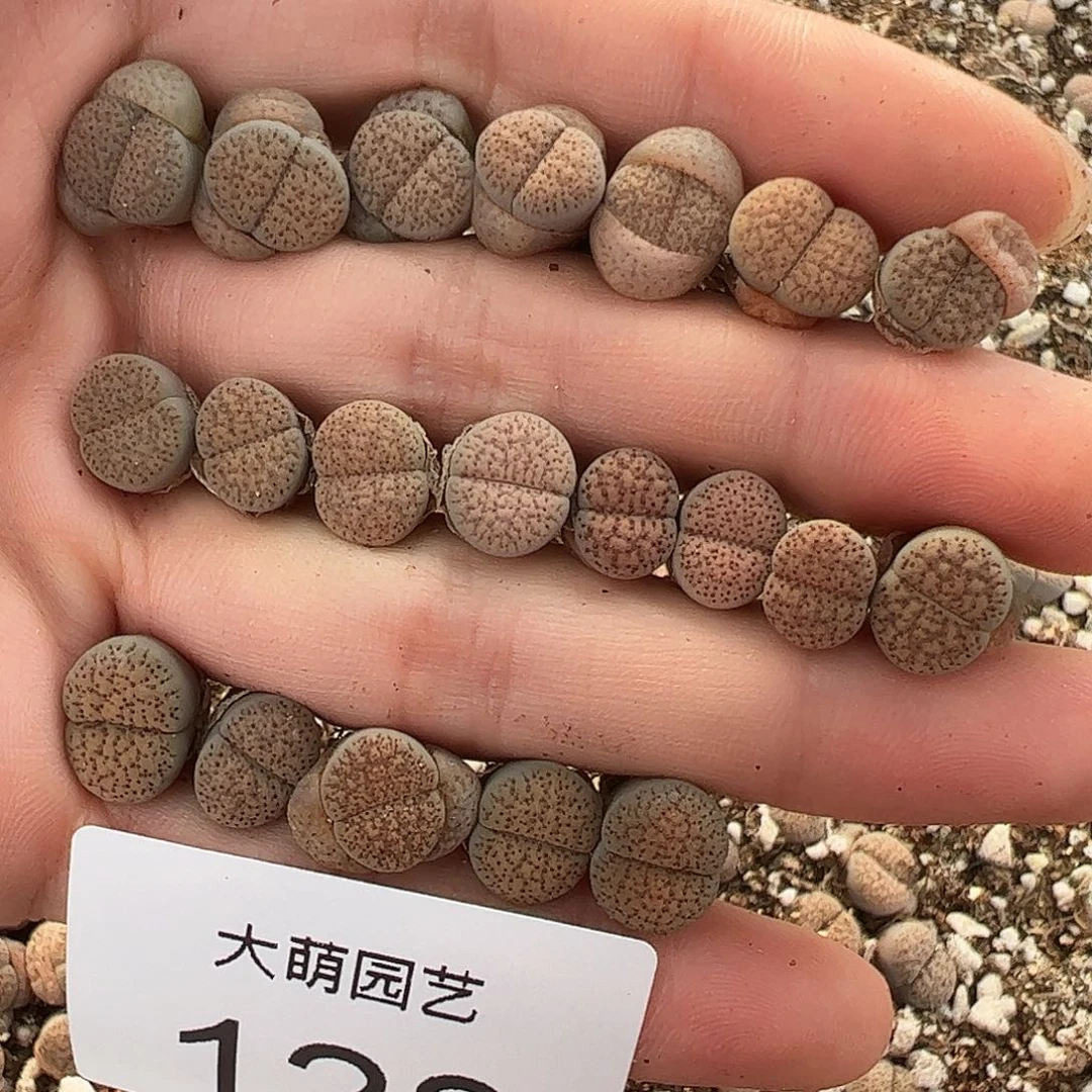 0000128量拍以下5颗