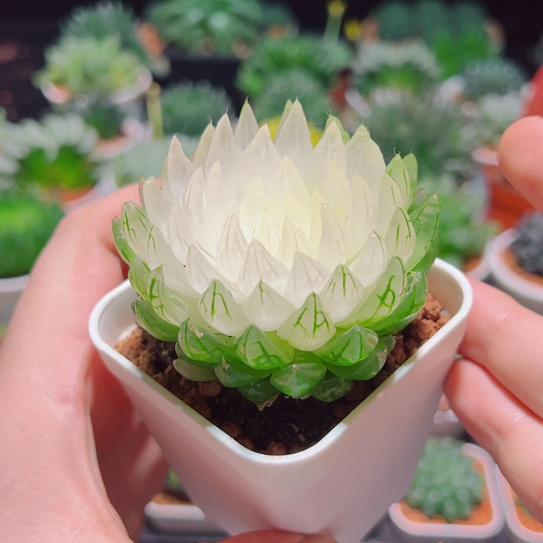 白莲花小白盆多肉多肉
