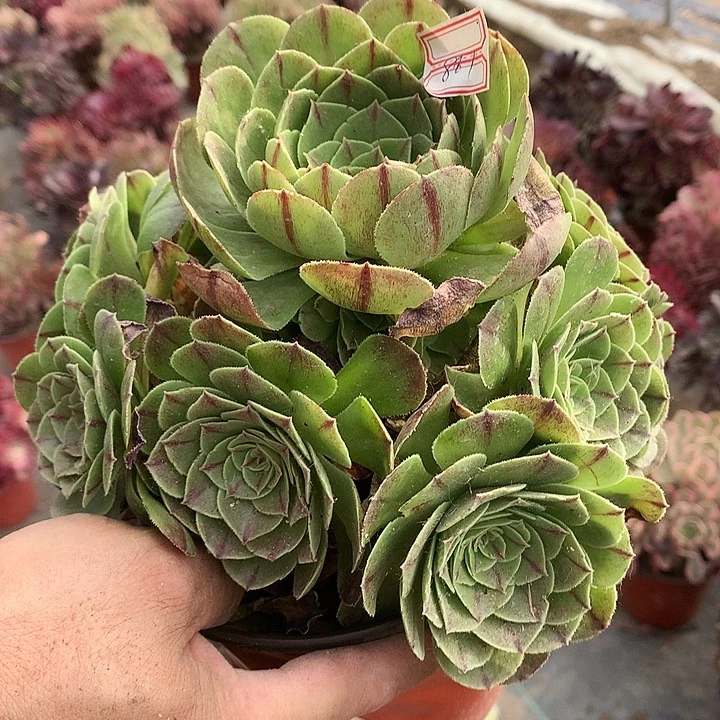 861鸿运多肉植物